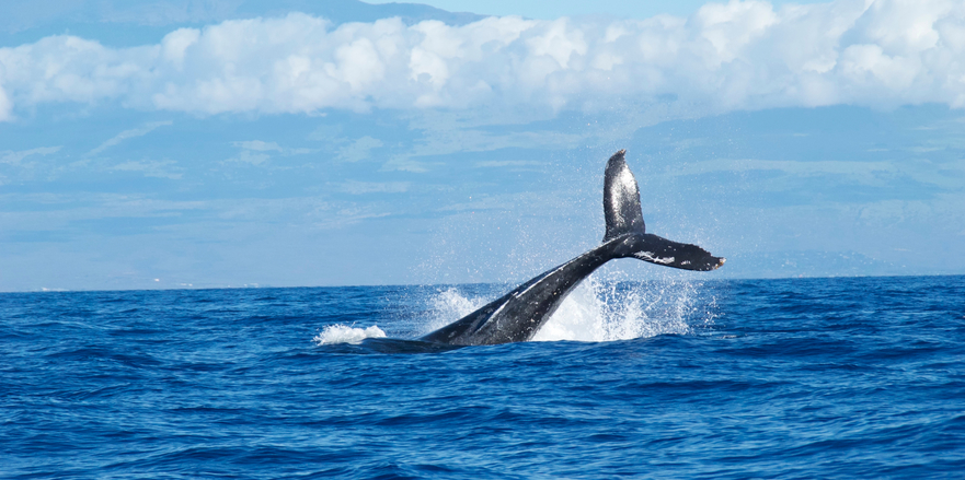 Whale tail